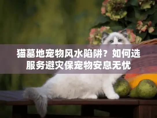 猫墓地宠物风水陷阱？如何选服务避灾保宠物安息无忧