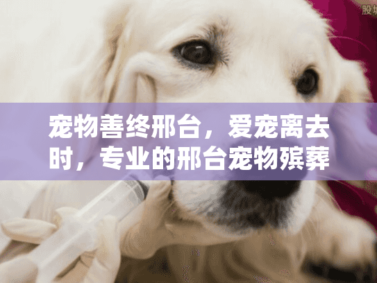 宠物善终邢台，爱宠离去时，专业的邢台宠物殡葬服务如何选？