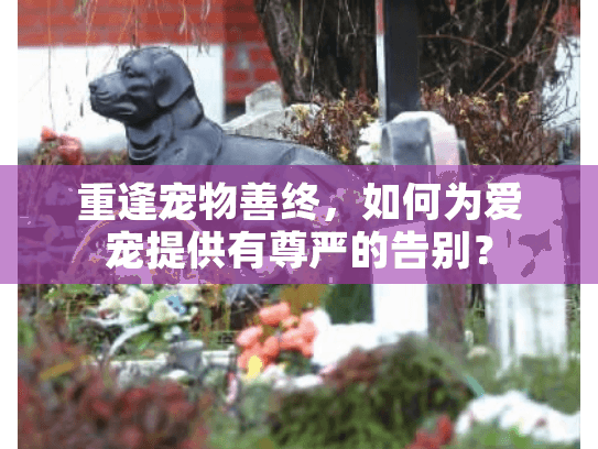 重逢宠物善终，如何为爱宠提供有尊严的告别？