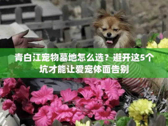 青白江宠物墓地怎么选？避开这5个坑才能让爱宠体面告别