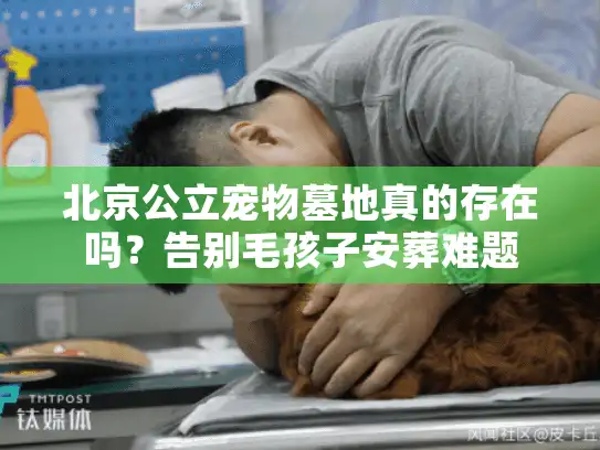 北京公立宠物墓地真的存在吗？告别毛孩子安葬难题