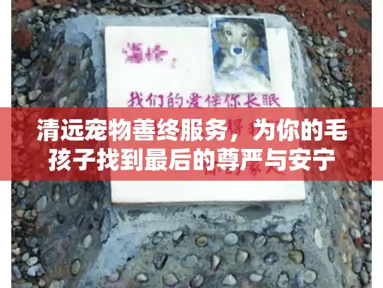 清远宠物善终服务，为你的毛孩子找到最后的尊严与安宁
