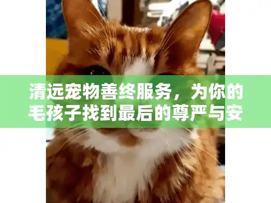 清远宠物善终服务，为你的毛孩子找到最后的尊严与安宁