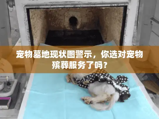 宠物墓地现状图警示，你选对宠物殡葬服务了吗？