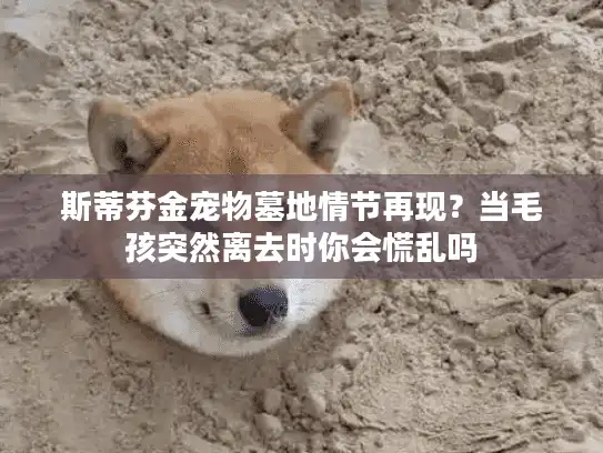 斯蒂芬金宠物墓地情节再现？当毛孩突然离去时你会慌乱吗