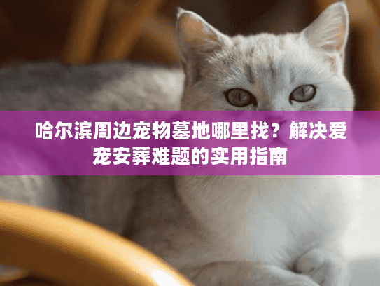 哈尔滨周边宠物墓地哪里找？解决爱宠安葬难题的实用指南