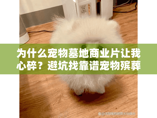 为什么宠物墓地商业片让我心碎？避坑找靠谱宠物殡葬服务的实战秘诀