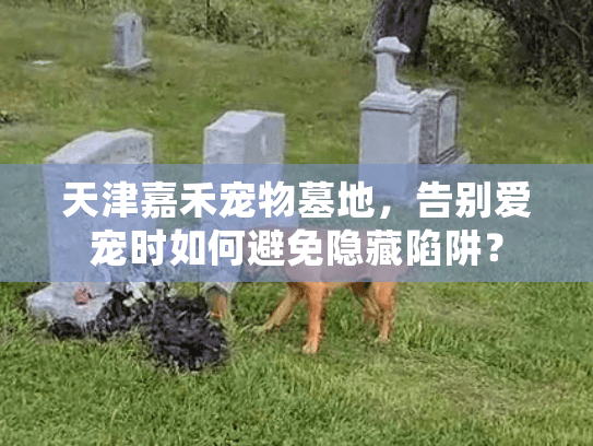 天津嘉禾宠物墓地，告别爱宠时如何避免隐藏陷阱？