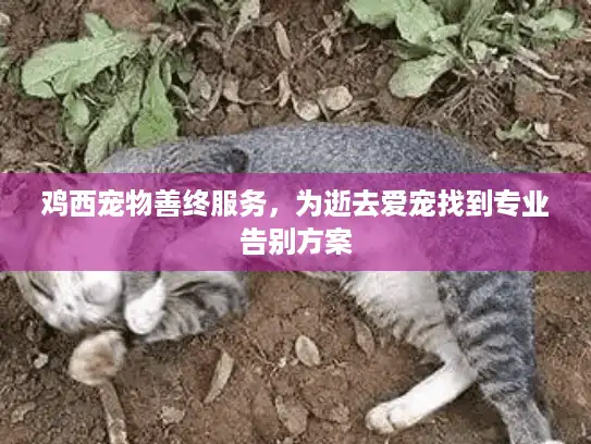 鸡西宠物善终服务,为逝去爱宠找到专业告别方案 鸡西宠物善终服务,为逝去爱宠找到专业告别方案