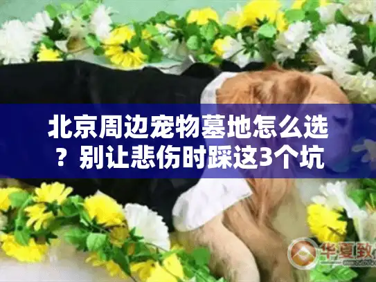 北京周边宠物墓地怎么选？别让悲伤时踩这3个坑