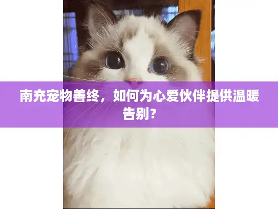 南充宠物善终,如何为心爱伙伴提供温暖告别? 南充宠物善终,如何为心爱伙伴提供温暖告别?