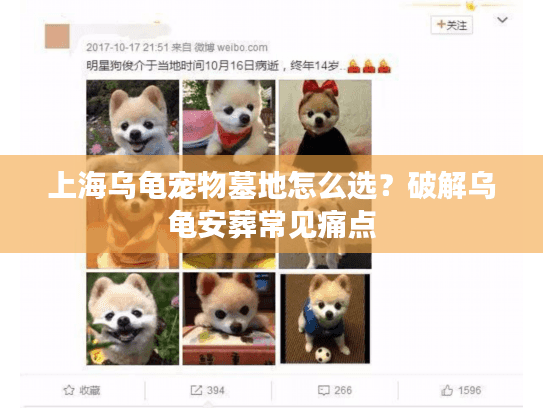 上海乌龟宠物墓地怎么选？破解乌龟安葬常见痛点