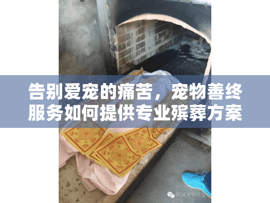 告别爱宠的痛苦，宠物善终服务如何提供专业殡葬方案
