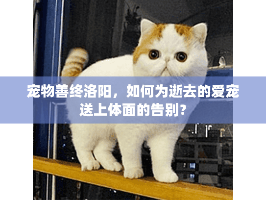 宠物善终洛阳,如何为逝去的爱宠送上体面的告别? 宠物善终洛阳,如何为逝去的爱宠送上体面的告别?