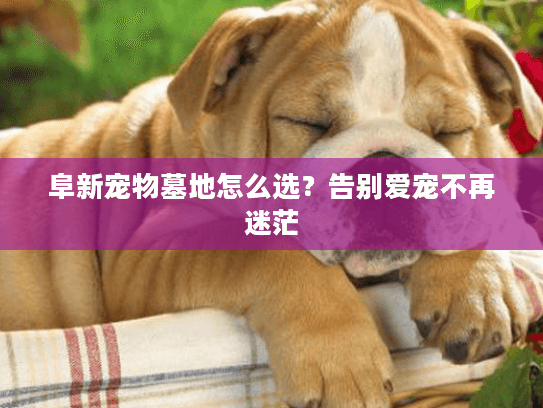 阜新宠物墓地怎么选？告别爱宠不再迷茫