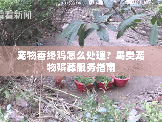 宠物善终鸡怎么处理？鸟类宠物殡葬服务指南