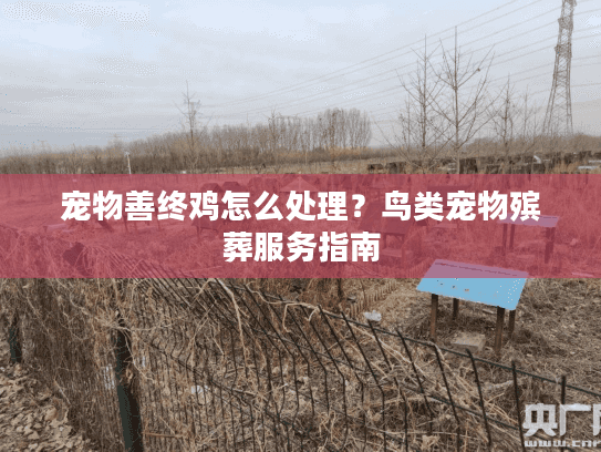 宠物善终鸡怎么处理？鸟类宠物殡葬服务指南