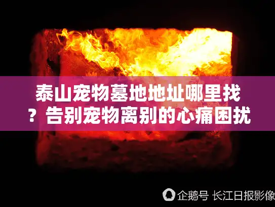 泰山宠物墓地地址哪里找?告别宠物离别的心痛困扰 泰山宠物墓地地址哪里找?告别宠物离别的心痛困扰