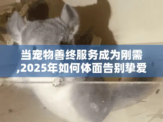 当宠物善终服务成为刚需,2025年如何体面告别挚爱?