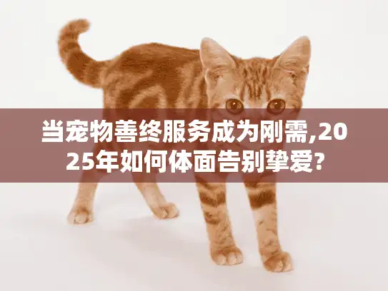 当宠物善终服务成为刚需,2025年如何体面告别挚爱?