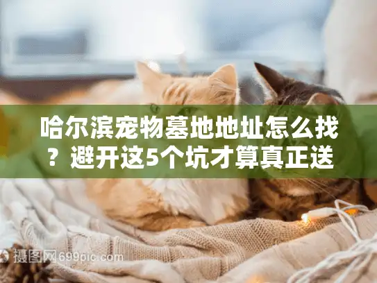 哈尔滨宠物墓地地址怎么找？避开这5个坑才算真正送别爱宠