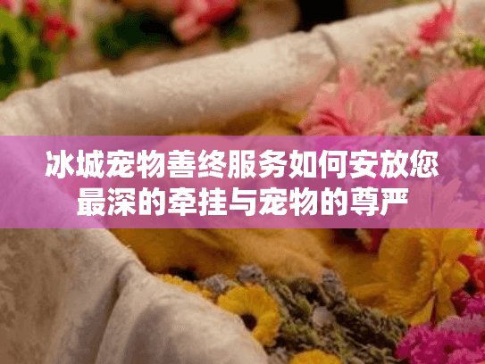 冰城宠物善终服务如何安放您最深的牵挂与宠物的尊严