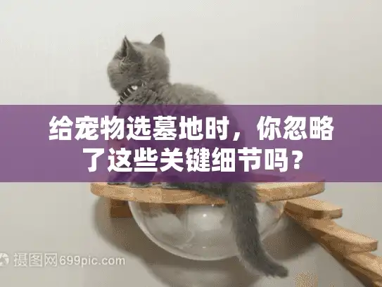 给宠物选墓地时，你忽略了这些关键细节吗？