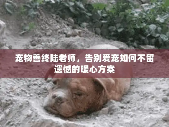 宠物善终陆老师，告别爱宠如何不留遗憾的暖心方案
