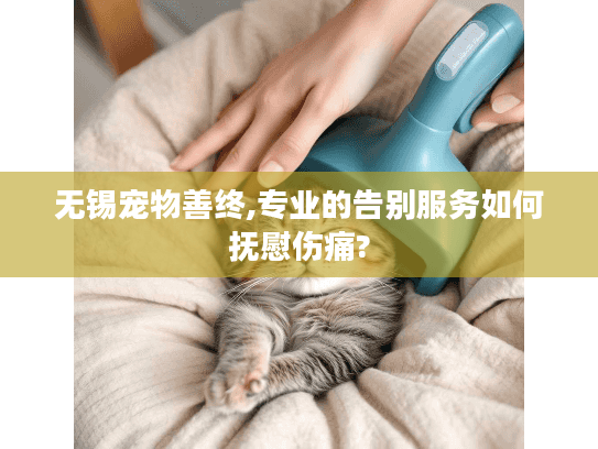 无锡宠物善终,专业的告别服务如何抚慰伤痛?