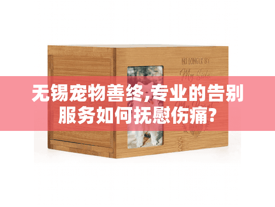 无锡宠物善终,专业的告别服务如何抚慰伤痛?