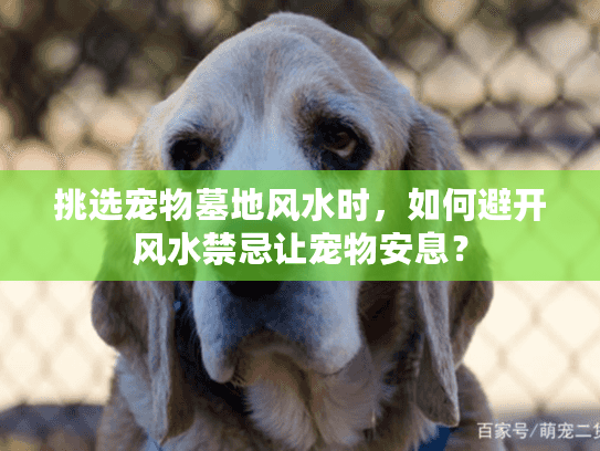 挑选宠物墓地风水时，如何避开风水禁忌让宠物安息？