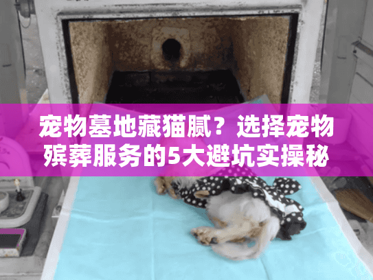 宠物墓地藏猫腻？选择宠物殡葬服务的5大避坑实操秘诀