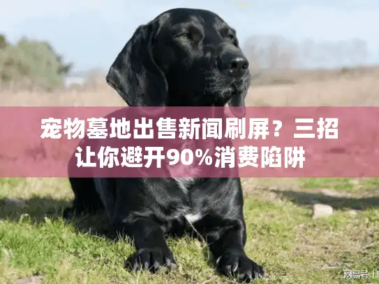 宠物墓地出售新闻刷屏？三招让你避开90%消费陷阱