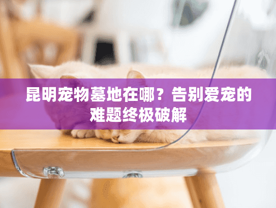 昆明宠物墓地在哪？告别爱宠的难题终极破解