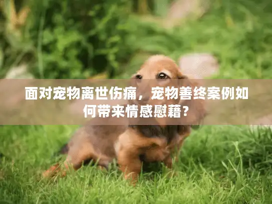 面对宠物离世伤痛,宠物善终案例如何带来情感慰藉? 面对宠物离世伤痛,宠物善终案例如何带来情感慰藉?