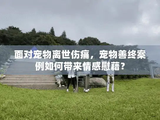 面对宠物离世伤痛,宠物善终案例如何带来情感慰藉? 面对宠物离世伤痛,宠物善终案例如何带来情感慰藉?