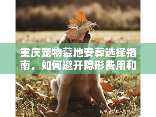 重庆宠物墓地安葬选择指南,如何避开隐形费用和糟糕服务? 重庆宠物墓地安葬选择指南,如何避开隐形费用和糟糕服务?