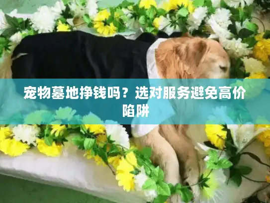 宠物墓地挣钱吗？选对服务避免高价陷阱