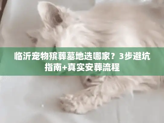 临沂宠物殡葬墓地选哪家？3步避坑指南+真实安葬流程