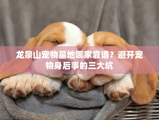 龙泉山宠物墓地哪家靠谱？避开宠物身后事的三大坑