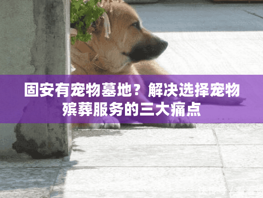 固安有宠物墓地？解决选择宠物殡葬服务的三大痛点