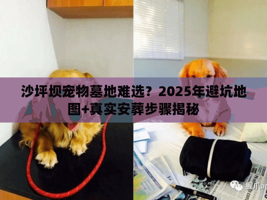沙坪坝宠物墓地难选?2025年避坑地图+真实安葬步骤揭秘 沙坪坝宠物墓地难选?2025年避坑地图+真实安葬步骤揭秘