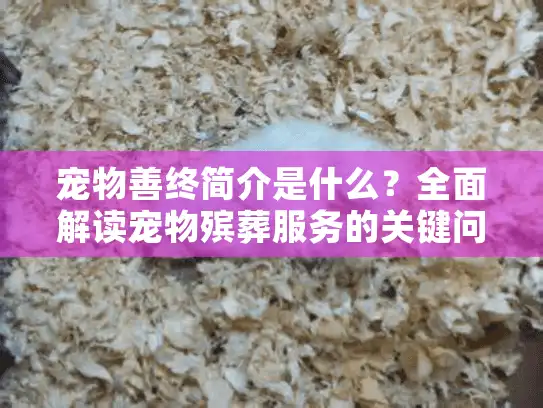 宠物善终简介是什么?全面解读宠物殡葬服务的关键问题 宠物善终简介是什么?全面解读宠物殡葬服务的关键问题