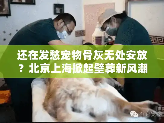 还在发愁宠物骨灰无处安放？北京上海掀起壁葬新风潮