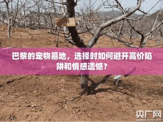 巴黎的宠物墓地，选择时如何避开高价陷阱和情感遗憾？