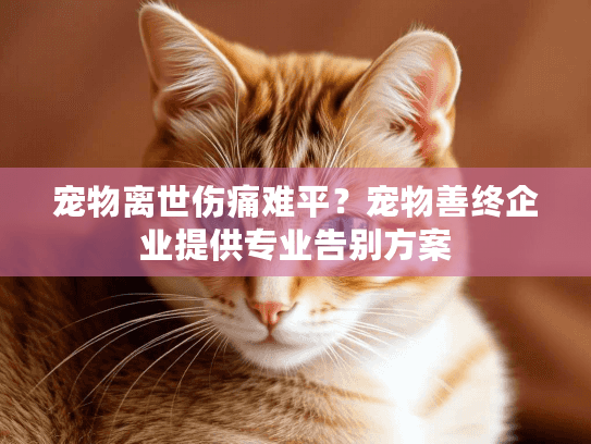 宠物离世伤痛难平？宠物善终企业提供专业告别方案