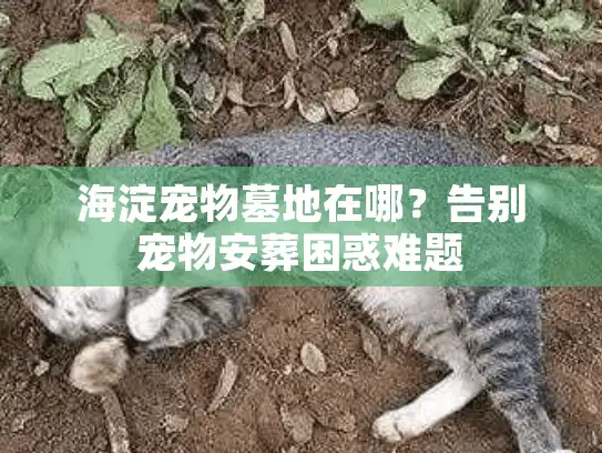 海淀宠物墓地在哪？告别宠物安葬困惑难题