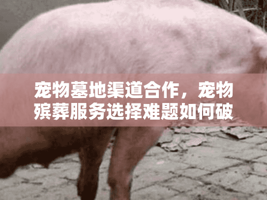 宠物墓地渠道合作,宠物殡葬服务选择难题如何破解? 宠物墓地渠道合作,宠物殡葬服务选择难题如何破解?