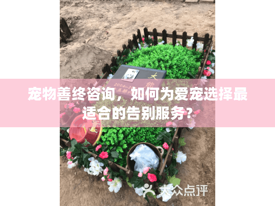 宠物善终咨询，如何为爱宠选择最适合的告别服务？
