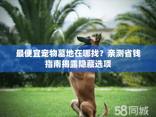 最便宜宠物墓地在哪找？亲测省钱指南揭露隐藏选项